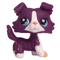 Purple LPS collie with tan-tipped paws